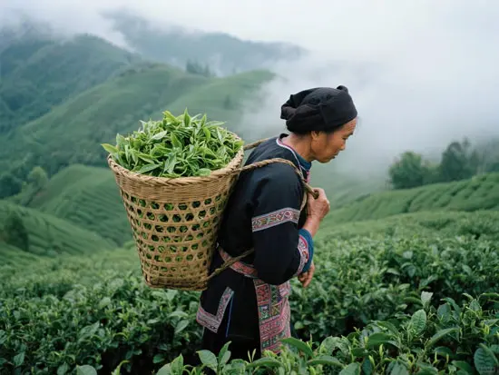 Picking Pu'er tea