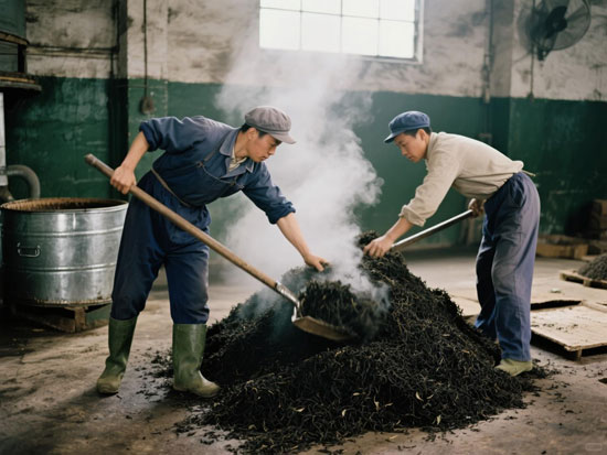 The Birth of Fermented Tea